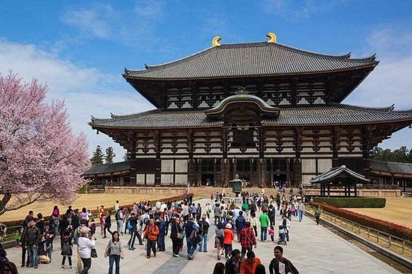 Nara Half-day Private Tour Osaka/Kyoto departure with Nationally-Licensed Guide