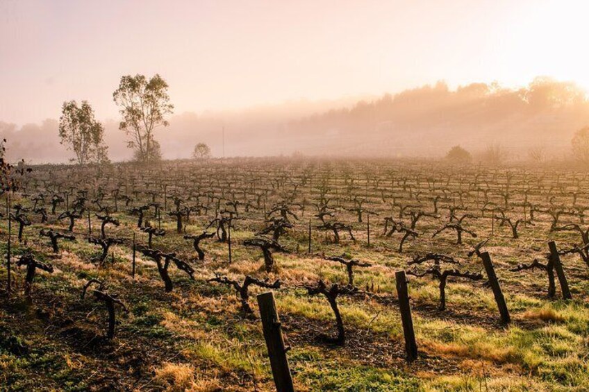 Morning in the Barossa Valley