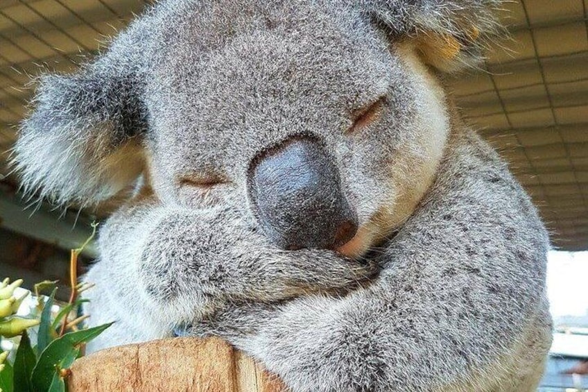 We may be lucky to see a koala