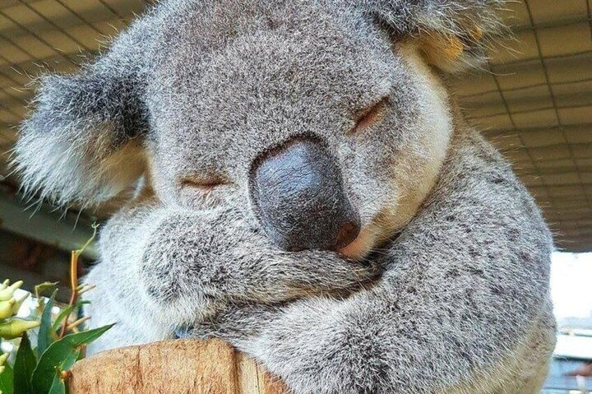 We may be lucky to see a koala