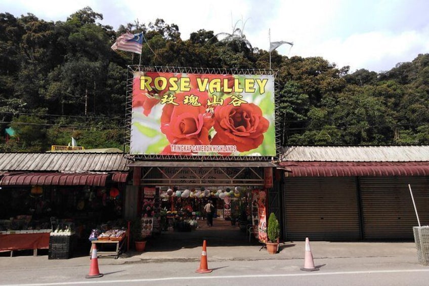 Cameron Highland Private Day Tour