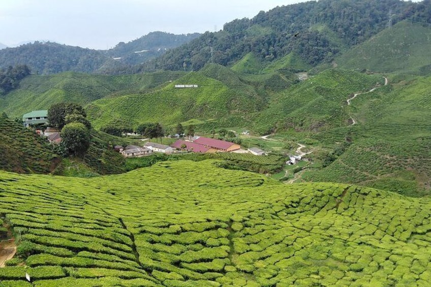 Cameron Highland Private Day Tour