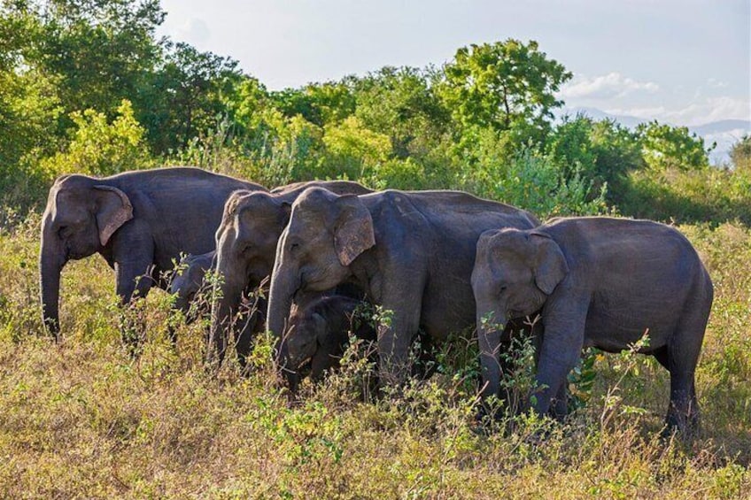 Elephants 