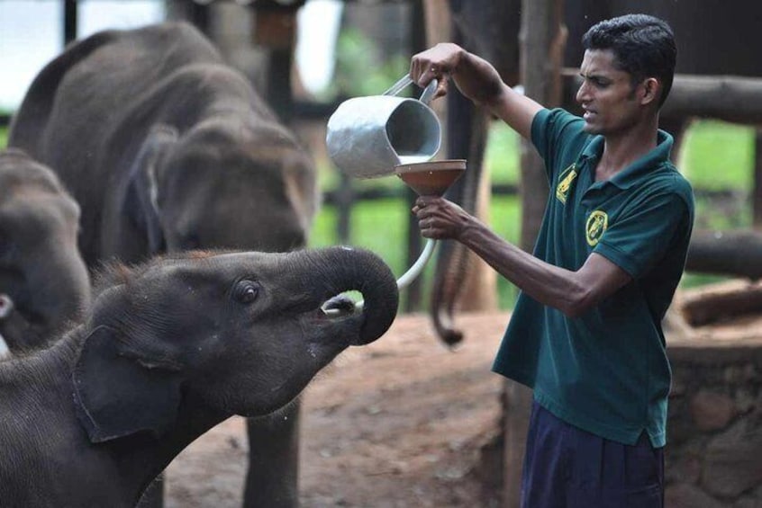 Elephant Transit Home 