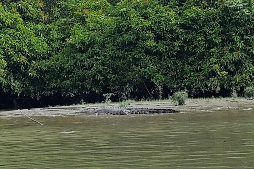 Show item 3 of 11. Brunei Fullday with Kampong Ayer & Mangrove Tour