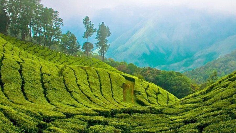 Tea Plantation