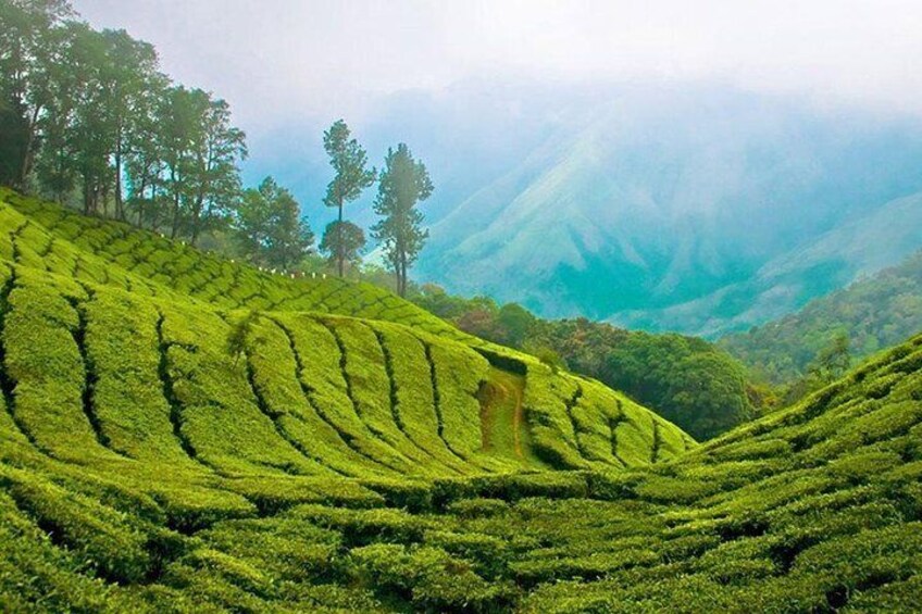 Tea Plantation 
