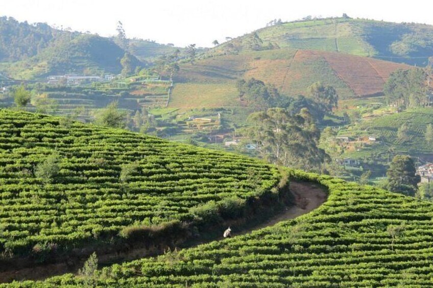 Day tour to Nuware Eliya (Littel England) From Kandy