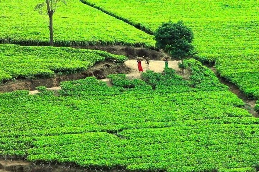 Tea Plucking & Tea Factory Tour