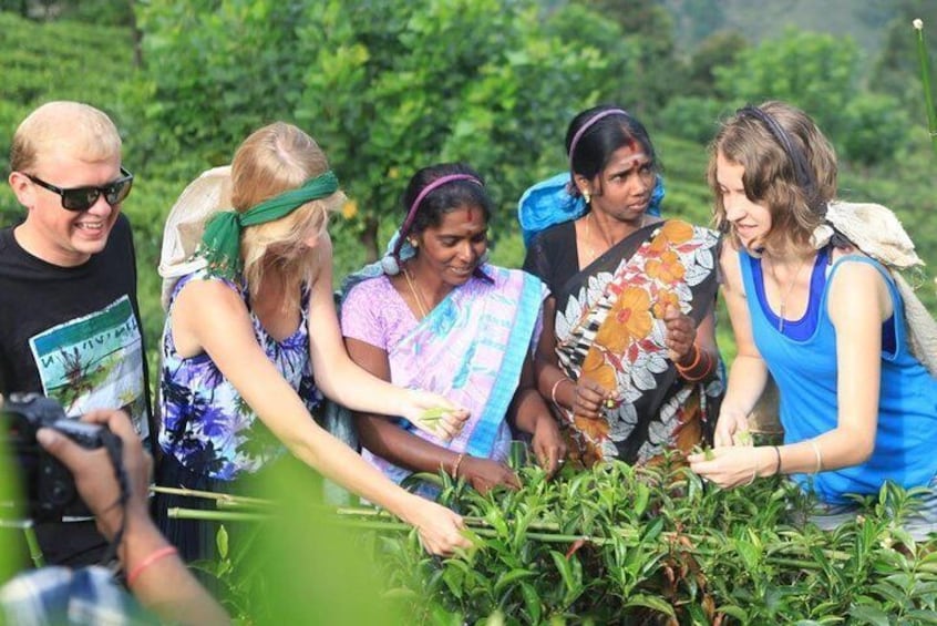 Tea Plucking & Tea Factory Tour