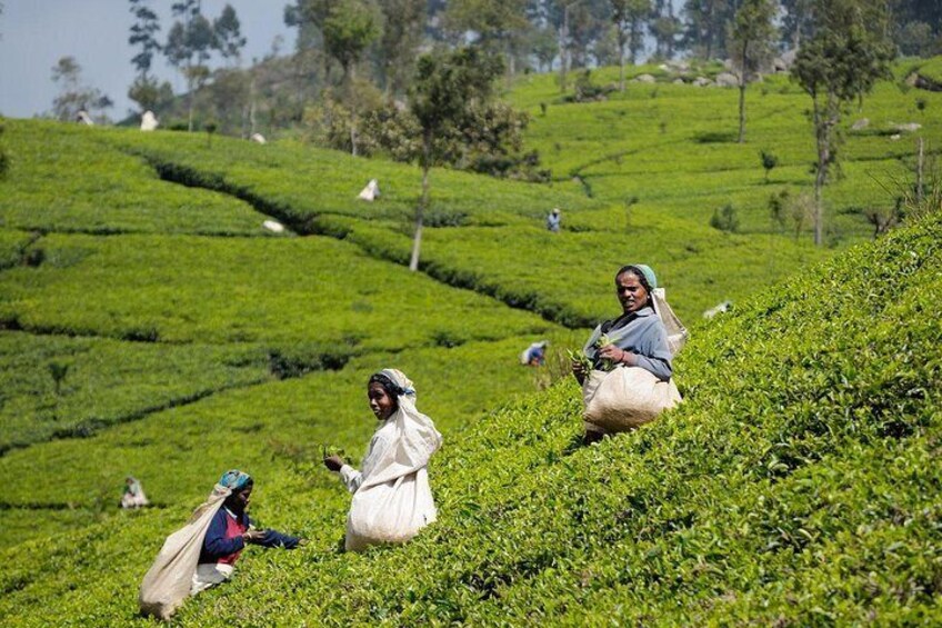 Tea Plucking & Tea Factory Tour