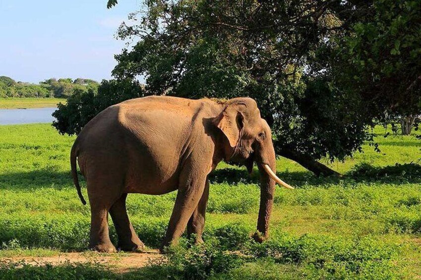 Private Safari at Yala National Park