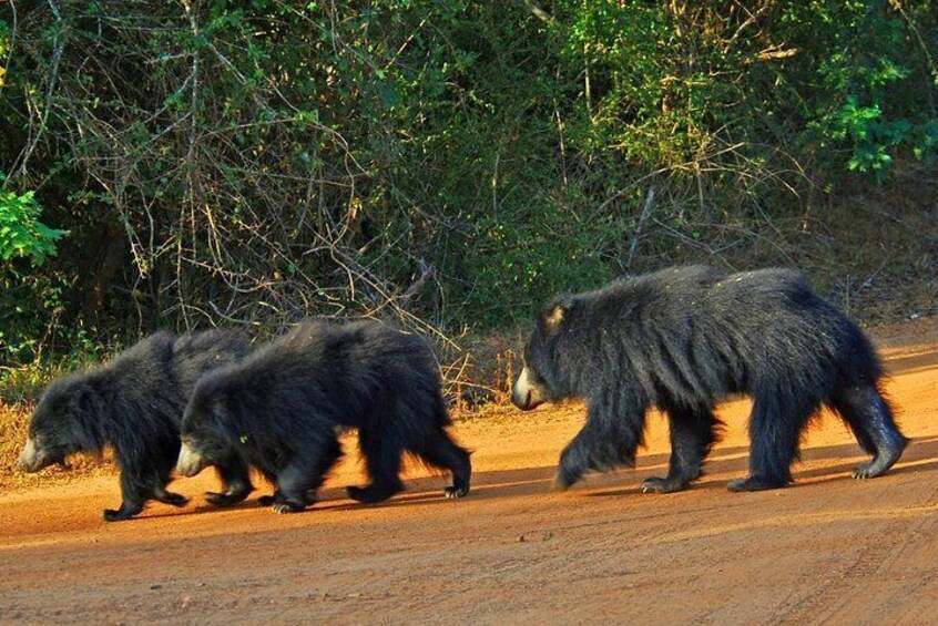 Private Safari at Yala National Park