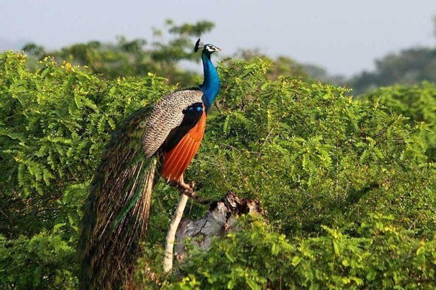 Private Safari at Yala National Park