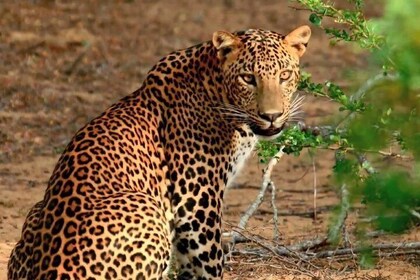 Private Safari at Yala National Park