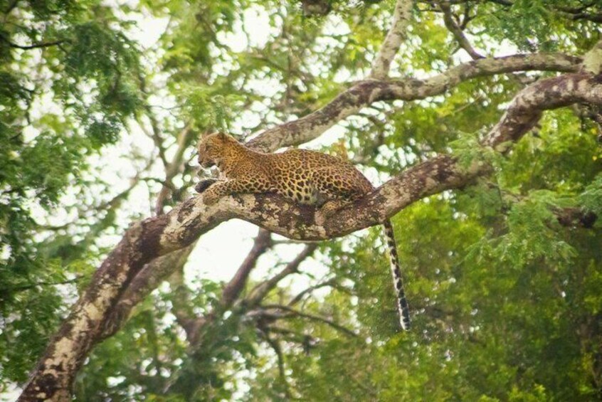 Private Safari at Yala National Park