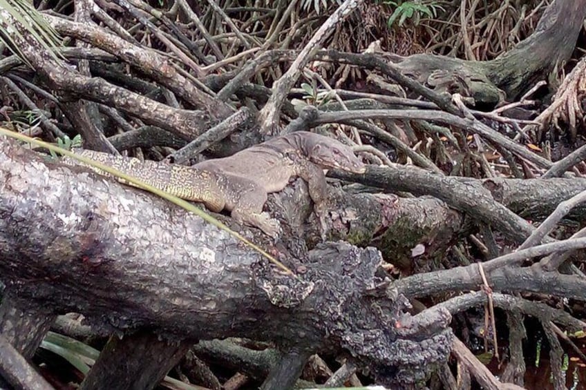 Mangrove River Safari