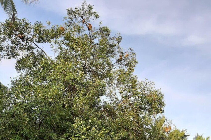Mangrove River Safari