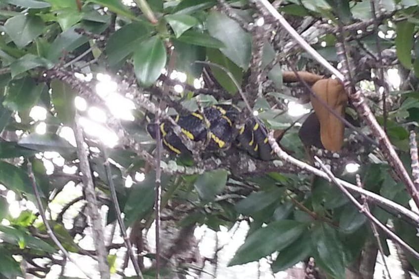 Mangrove River Safari