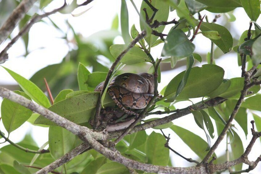 Mangrove and Kampong Ayer Tour