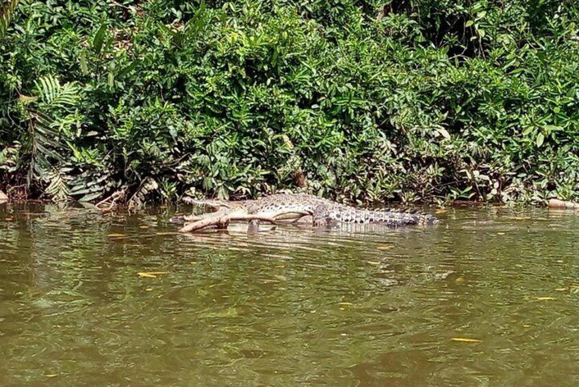 Mangrove and Kampong Ayer Tour