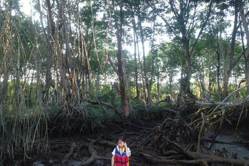 Mangrove & Bandar by Night