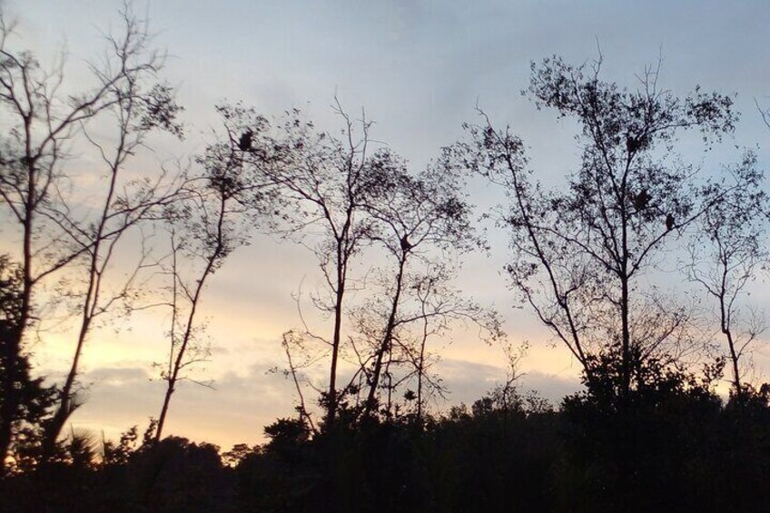 Private Proboscis Monkey & Kampong Ayer at Dusk