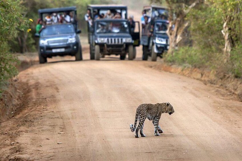 Jungle Safari