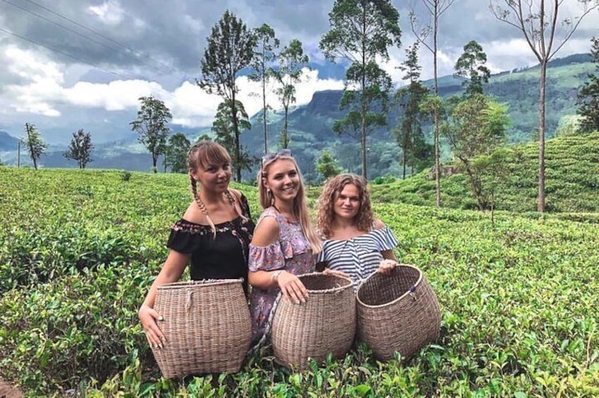 The Tea Hubs of Srilanka