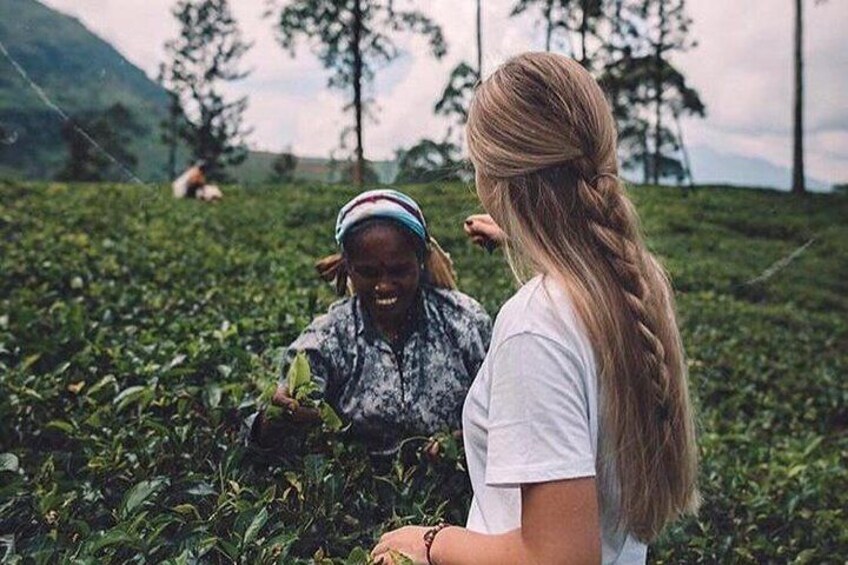 The Tea Hubs of Srilanka