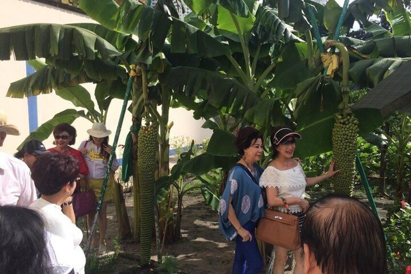World Longest Banana @Reclining Buddha Temple