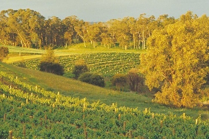 Swan Valley Private Tour