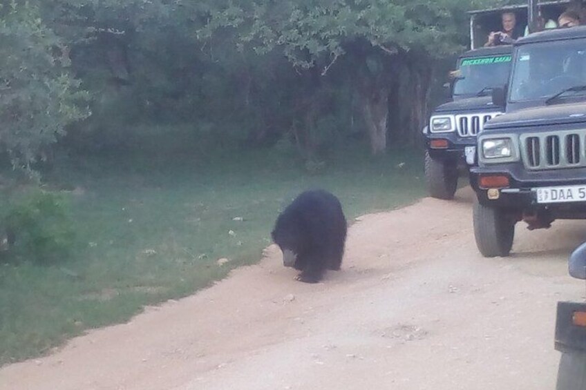 Private Half Day safari at Yala National park