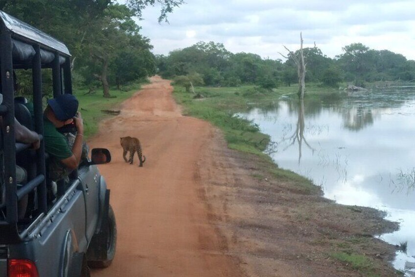 Private Half Day safari at Yala National park