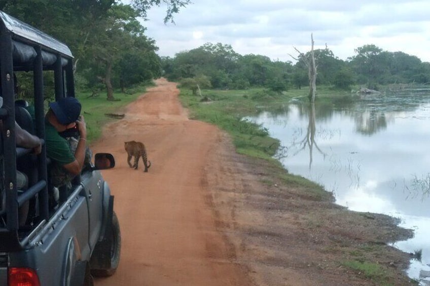 Private Half Day safari at Yala National park