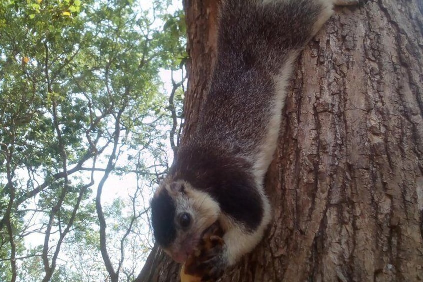 Private Half Day safari at Yala National park