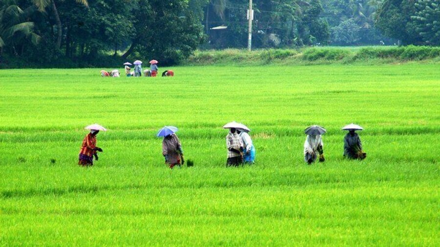 Paddy field in Alappuzha