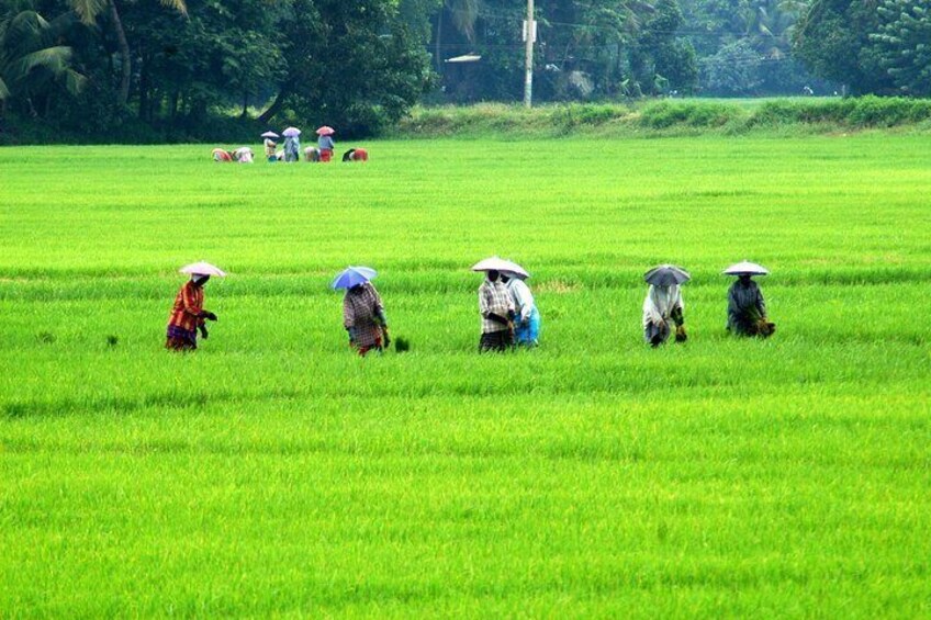 Paddy field in Alappuzha 