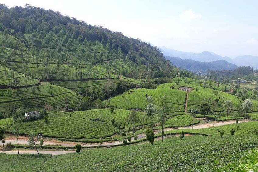 Munnar day tour from Cochin