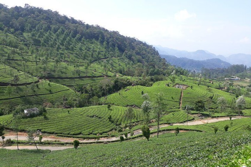 Munnar day tour from Cochin