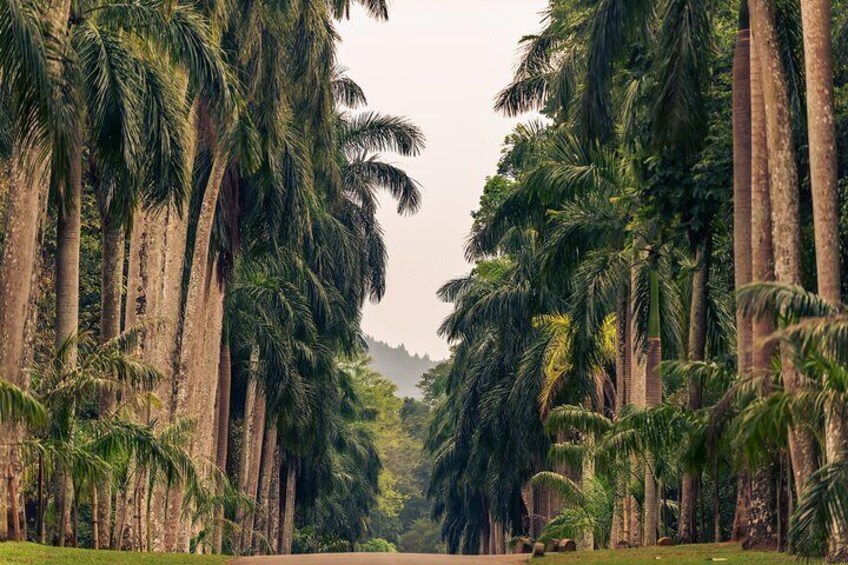 Royal Botanical Gardens Peradeniya