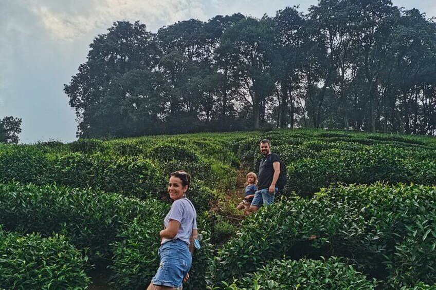 Hike on the tea plantation