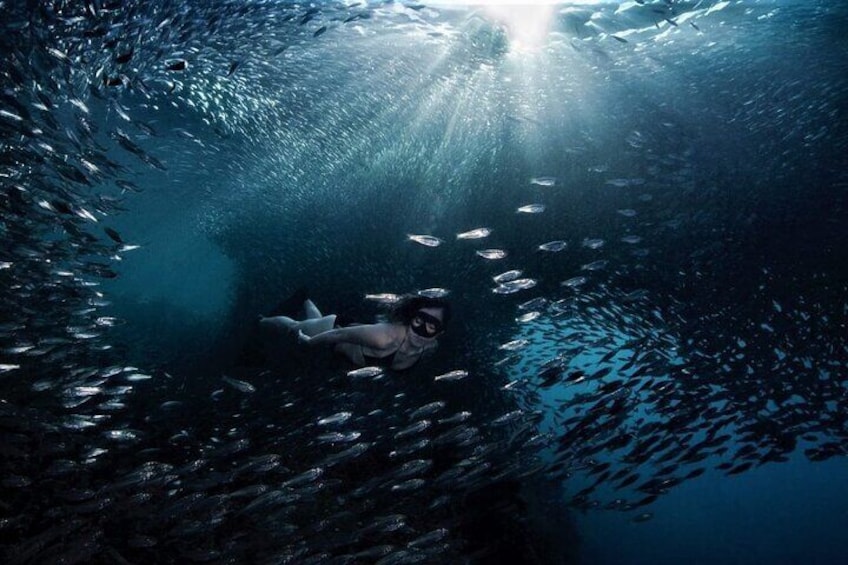 fog of fish