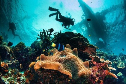 Bohol Dive Courses