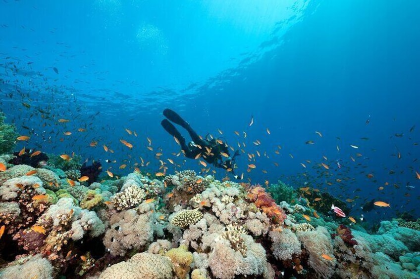 school of fish