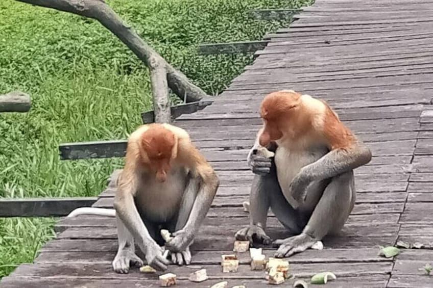 Full-Day Sepilok Orangutan and Proboscis Monkey from Sandakan or Kota Kinabalu