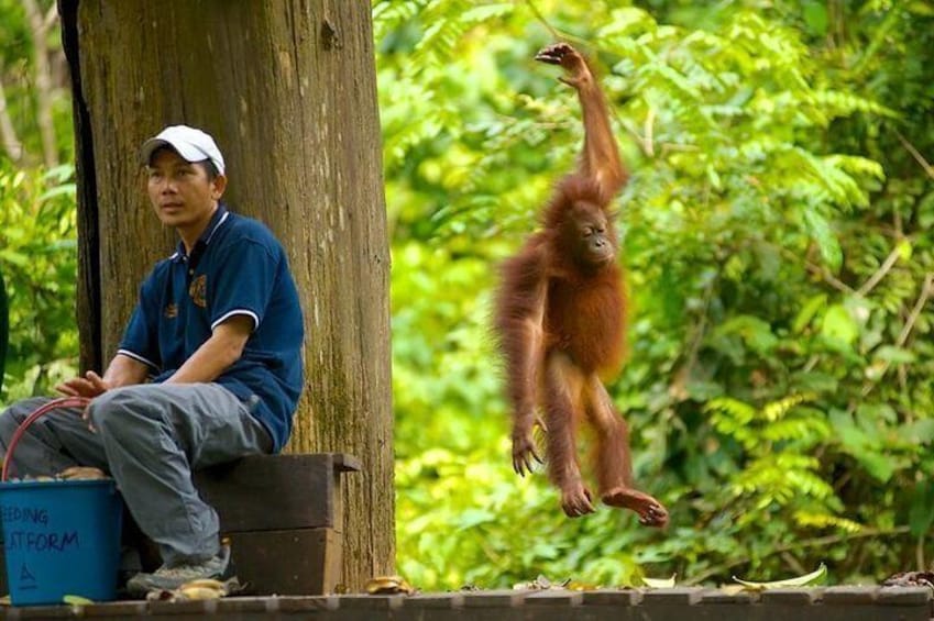 Full-Day Orangutan and Proboscis Monkey Tour from Sandakan or Kota Kinabalu