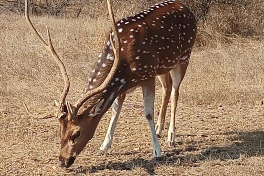 8 Days Delhi Agra Jaipur Ranthambore tour(Golden Triangle Tour & Ranthambore)