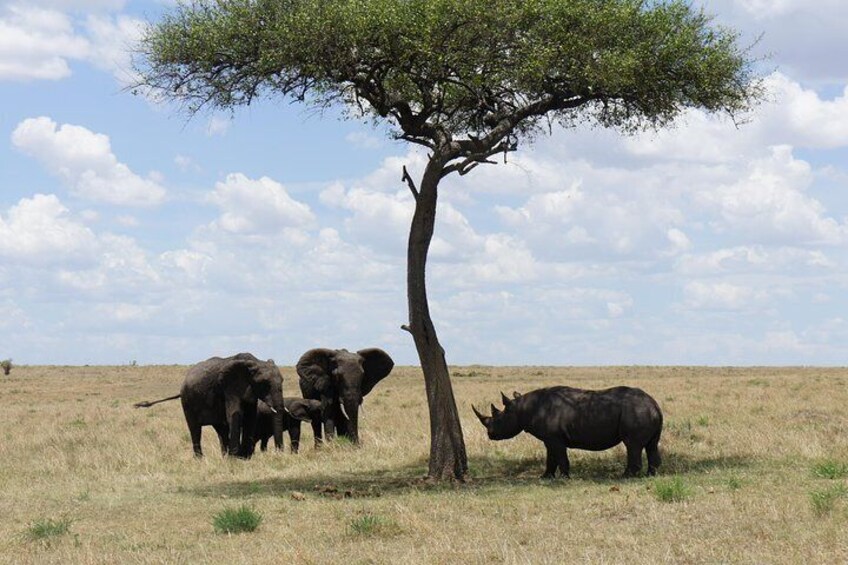 Safari vacation in Kenya