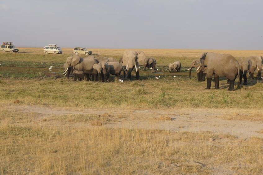 Safari vacation in Kenya